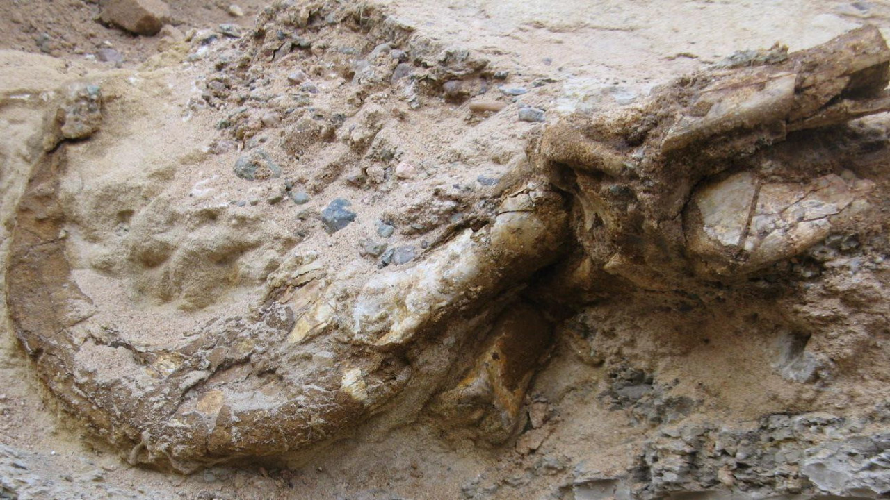 Kandža dinosaurusa se nalazira u šarenom kvarcnom kamenu pre nego što su ga pronašli naučnici