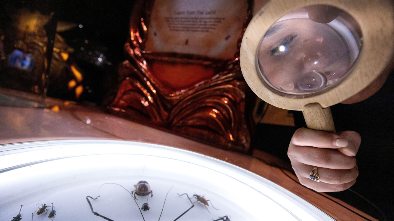 Žena kroz lupu gleda izložene insekte na izložbi