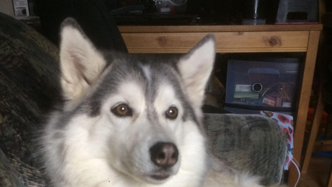 The image shows a pet dog sitting comfortably on a grey sofa with its front legs crossed. This is one of the pet dogs that was involved in the study.
