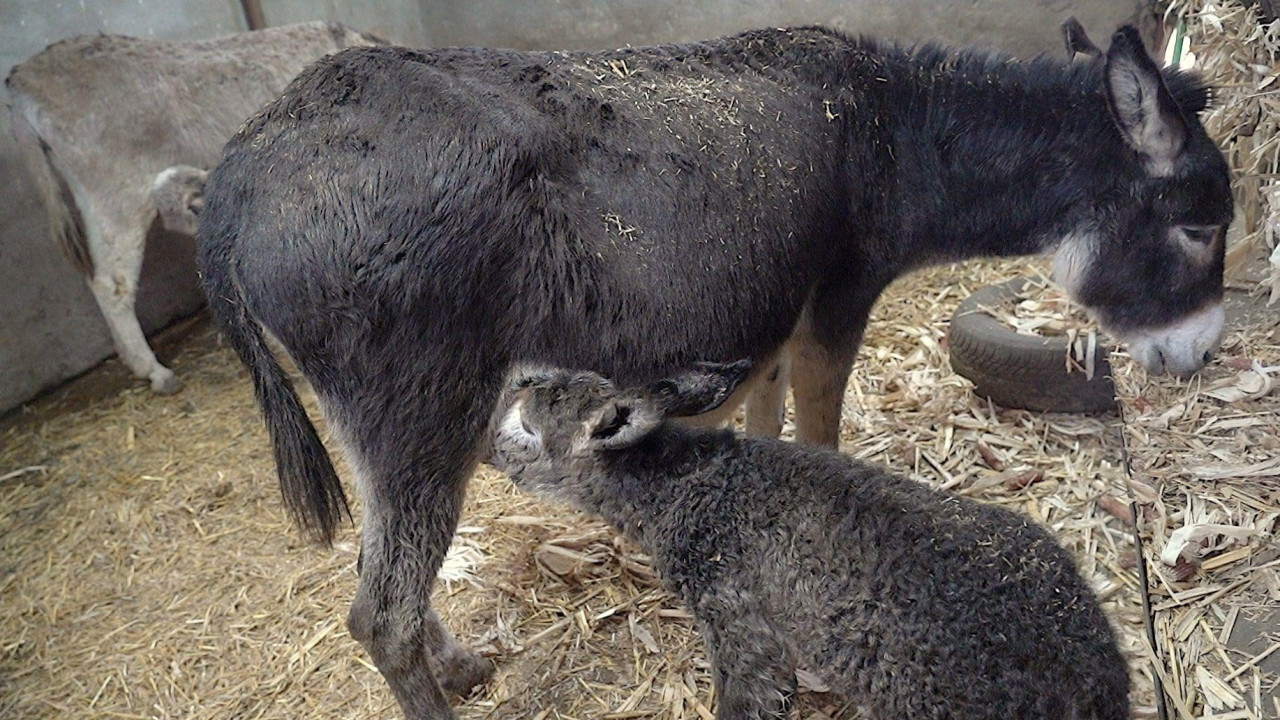 magarence sisa u štali