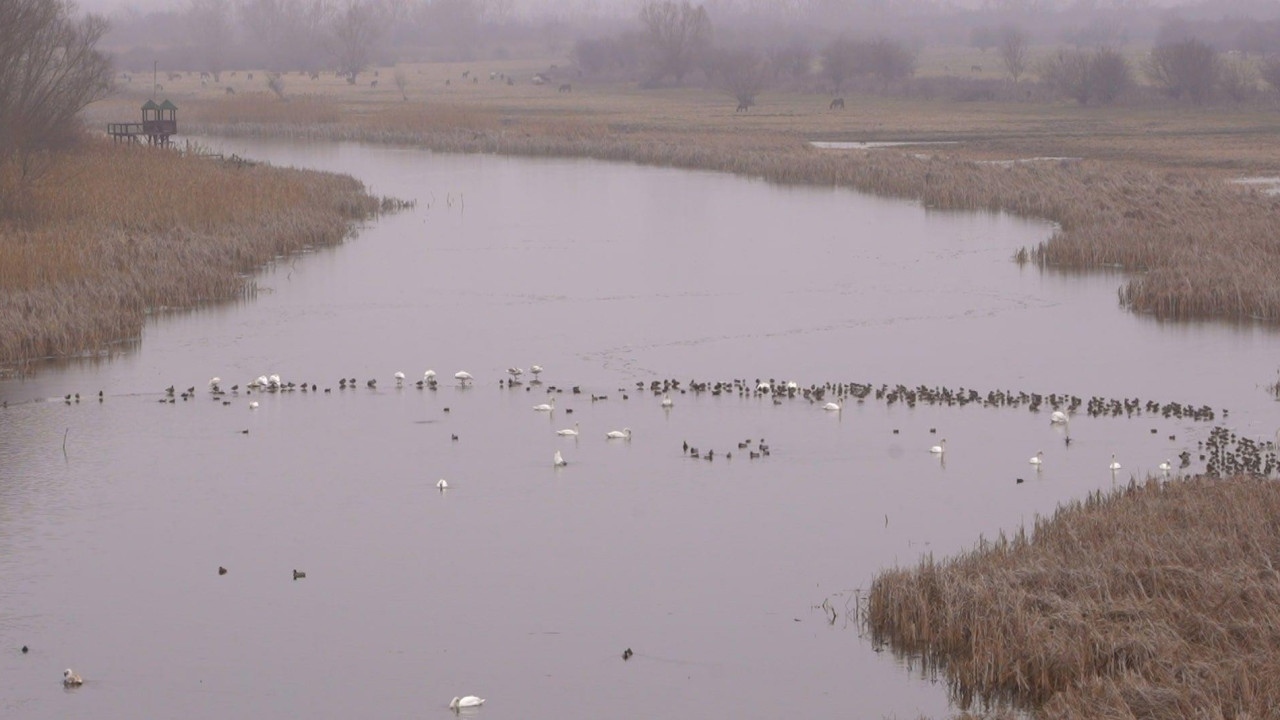labudovi plivaju u vodi bare Zasavica