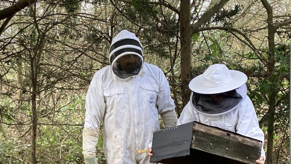 pčele, košnice, pčelari