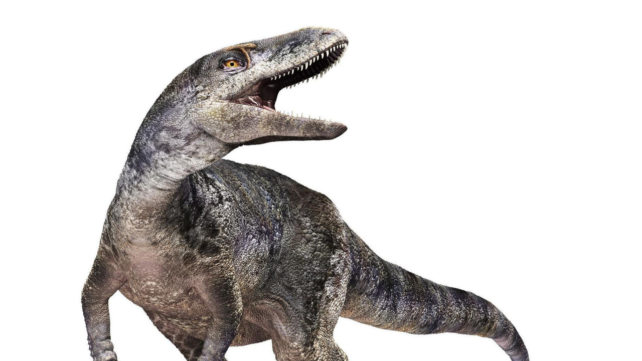 Crtež hanhulu mongolinezisa, novootkrivenog pretka tiranosaurusa 