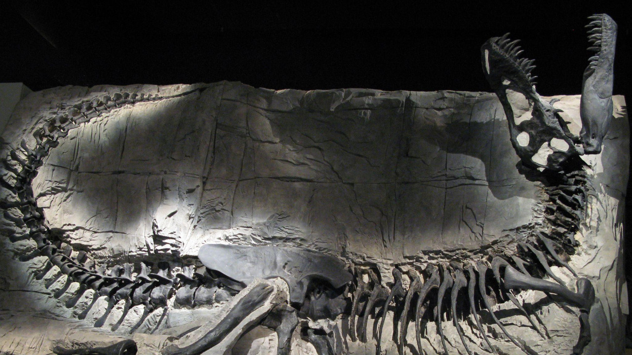 fosil tiranosurusa reksa 