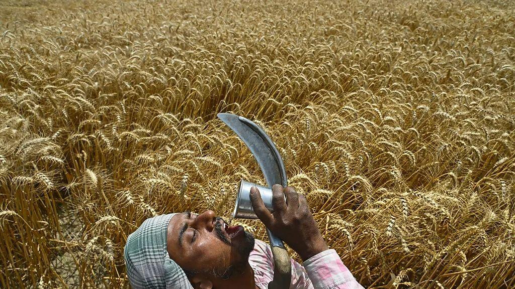 radnik u polju pije vodu dok u ruci drži srp