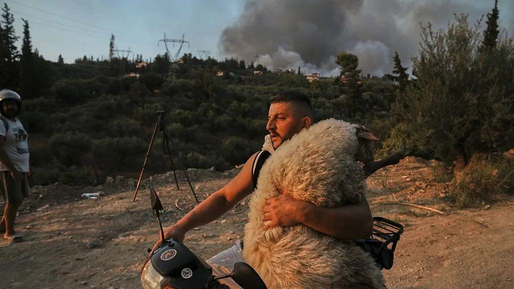požari u grčkoj, muškarac vozi motor, a u naručju drži ovcu koju je spasao od požara