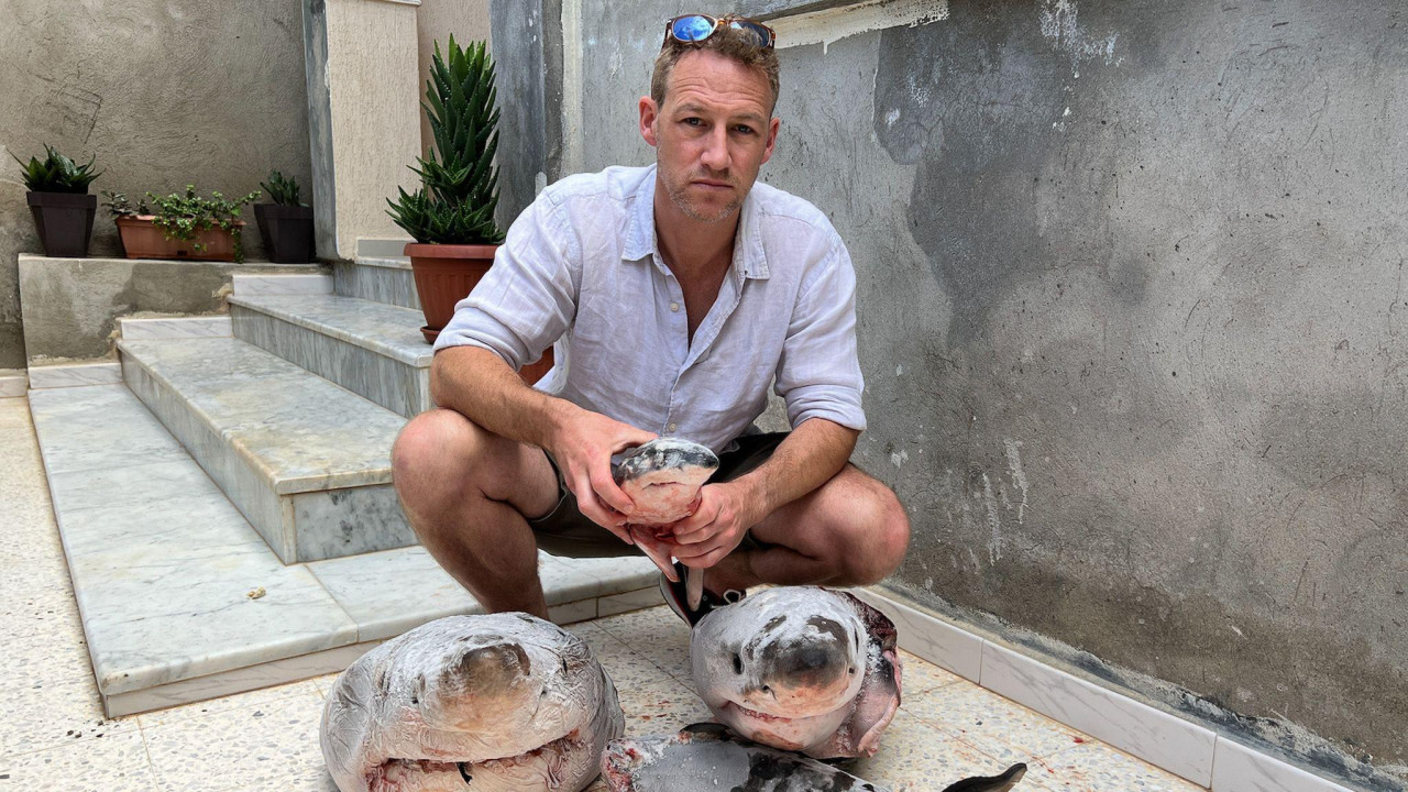 Na slici je zaštitnik prirode, Džejms Glensi, sa dve mrtve bele ajkule u prvom planu. Fotografija je snimljena na stepenicama koje vode do ulaza u jednu zgradu. Ajkule su isečene na nekoliko delova i delimično su smrznute. 