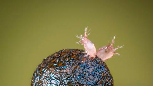 Narandžasto-crni sporangijum sluzave plesni sa dve ružičaste grinje na vrhu