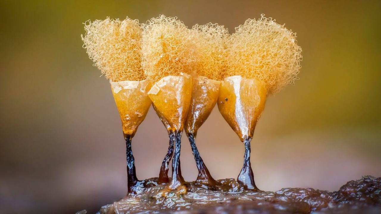 Žute sluzave plesni sa sunđerastim materijalom koji eksplodira sa vrha plodne glave