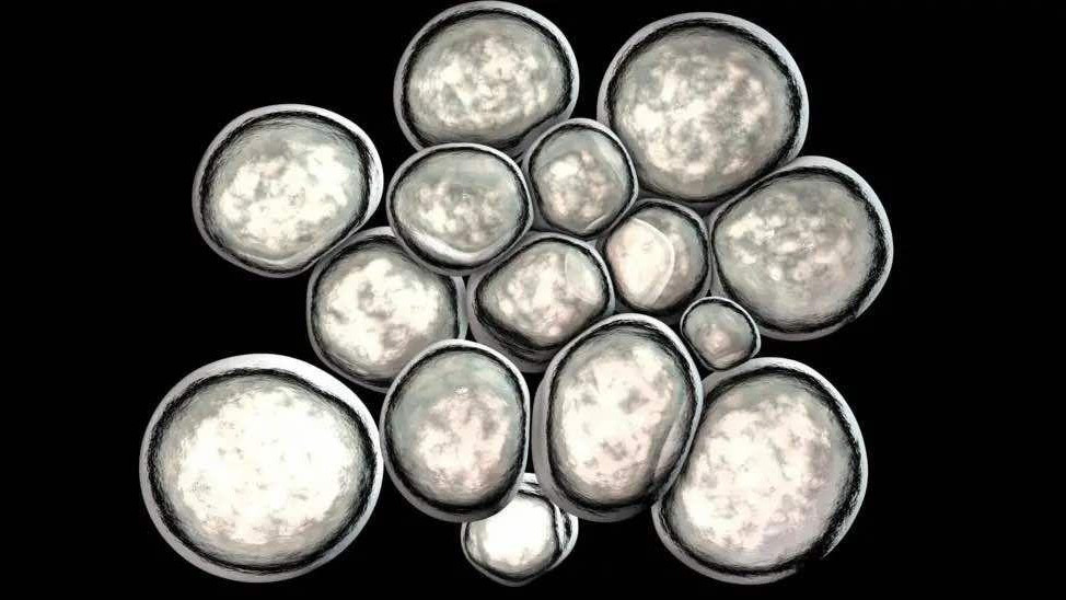 Urealiticum su male polimorfne bakterije bez ćelijskog zida. Mogu izazvati polno prenosivi uretritis i bakterijsku vaginozu, a takođe su povezani sa neplodnošću.