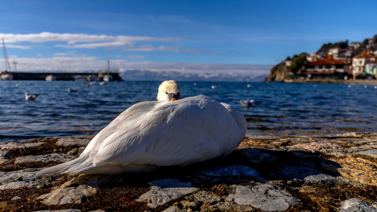 ohrid, ohridsko jezero, labud na obali ohridskog jezera