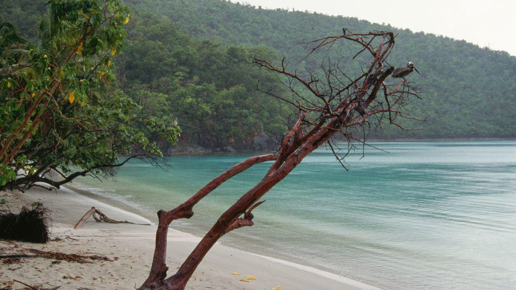 Pusta plaža sa pelikanom koji odmara na drvetu iznad tirkizne morske vode u zalivu Maho, na ostrvu Sent Džon na Američkim Devičanskim Ostrvima