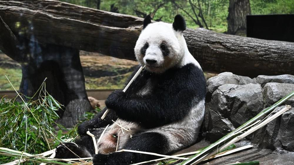 Džinovska panda Lej Lej jede bambus u zoološkom vrtu Ueno u Tokiju