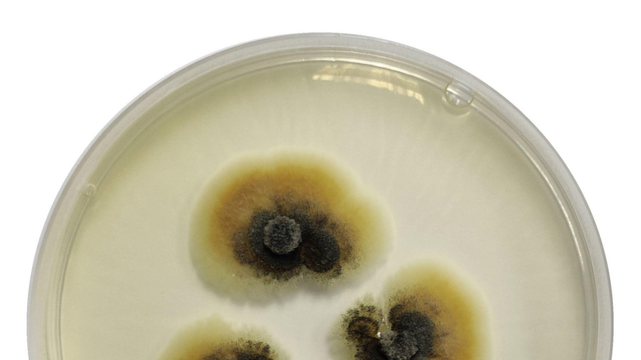 Mikroskopski prikaz nove vrste gljiva