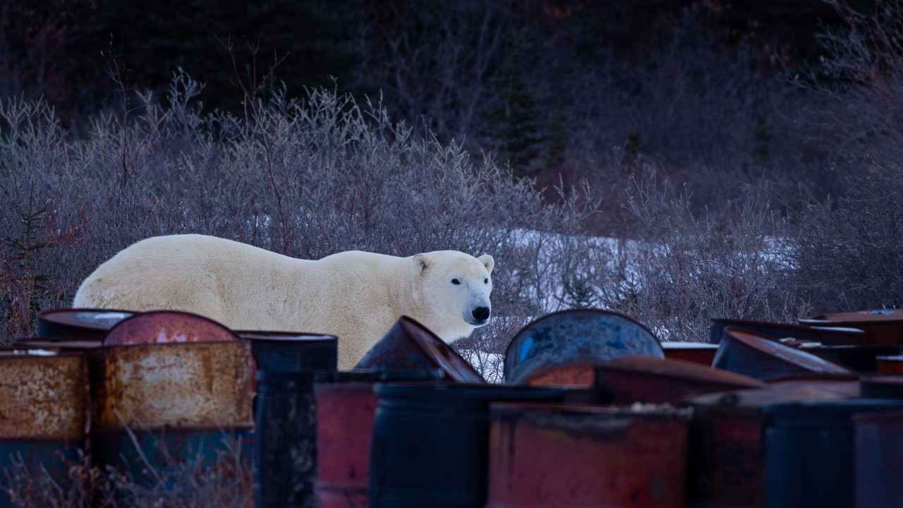 Beli medved gleda u niz zarđalih burad za naftu na deponiji