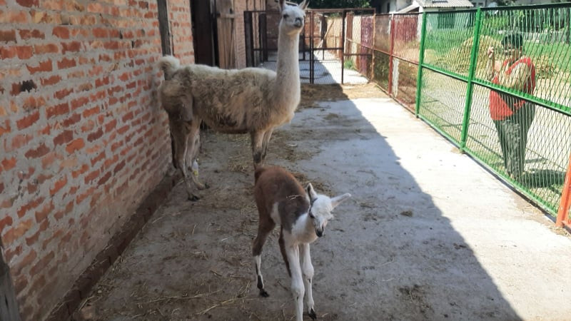 Lama i mladunče 3