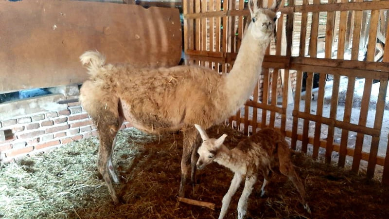 Foto/M.S. Lama i mladunče
