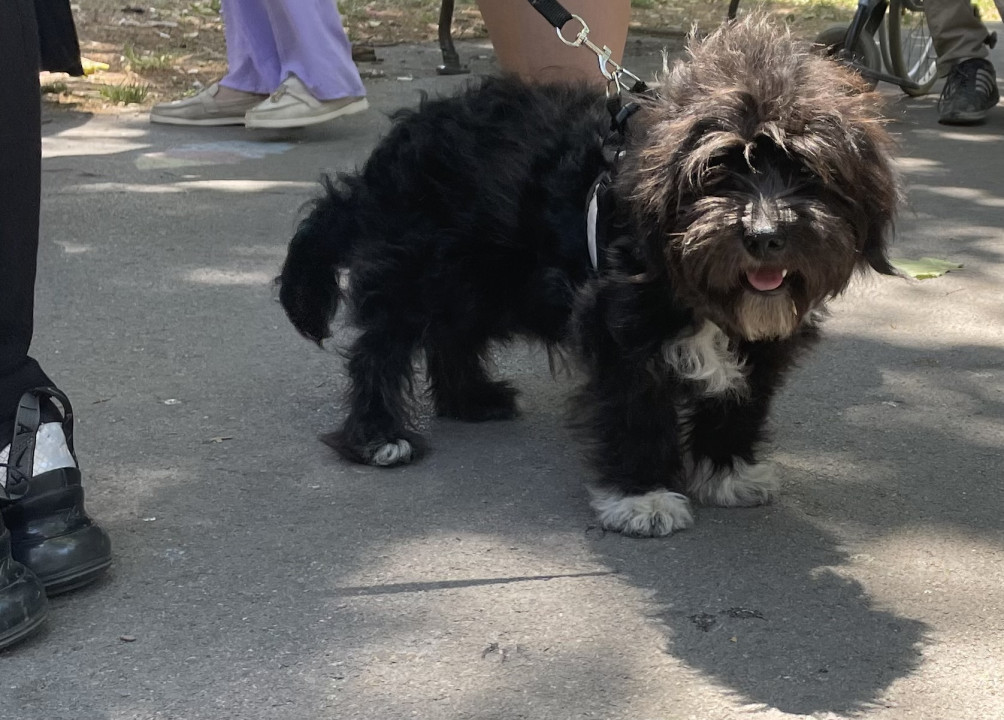 Foto: J. Milenković/Boom93/ilustracija