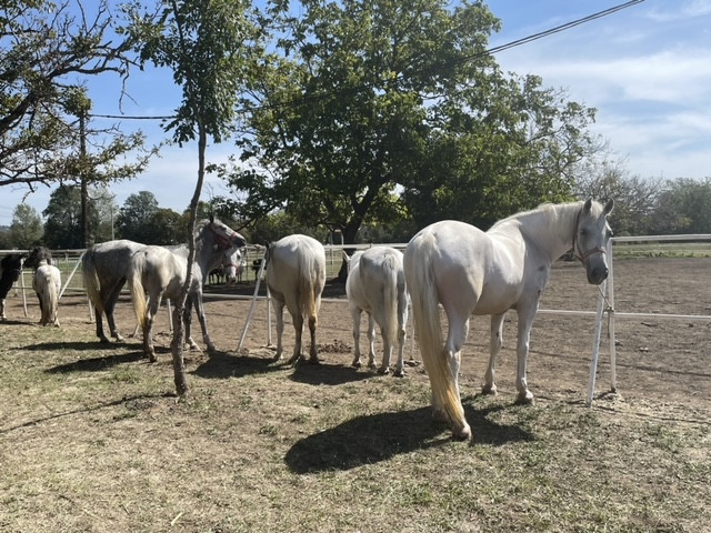 FOTO: J.Milenković/Boom93